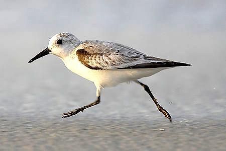 Strandlaeufer 젤핀 외부 사진