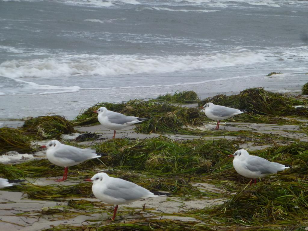 Strandlaeufer 젤핀 객실 사진